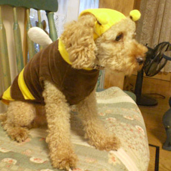 �R�b�J�v�[�́u�ق̂ڂ̃|�[�����v