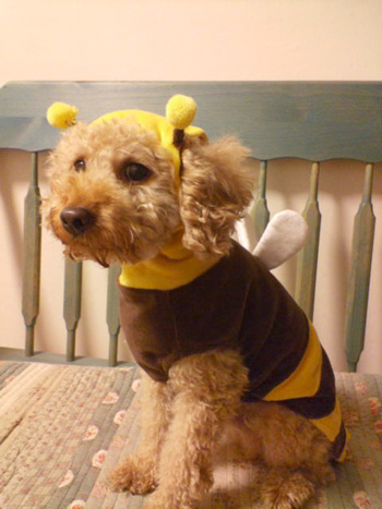 �R�b�J�v�[�́u�ق̂ڂ̃|�[�����v