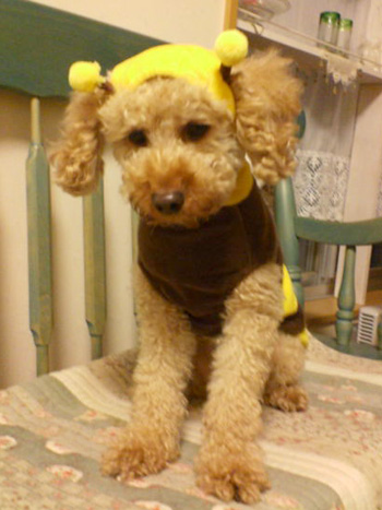 �R�b�J�v�[�́u�ق̂ڂ̃|�[�����v