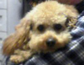 �������̃|�[