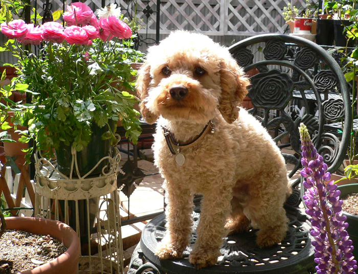 ����̃|�[�����