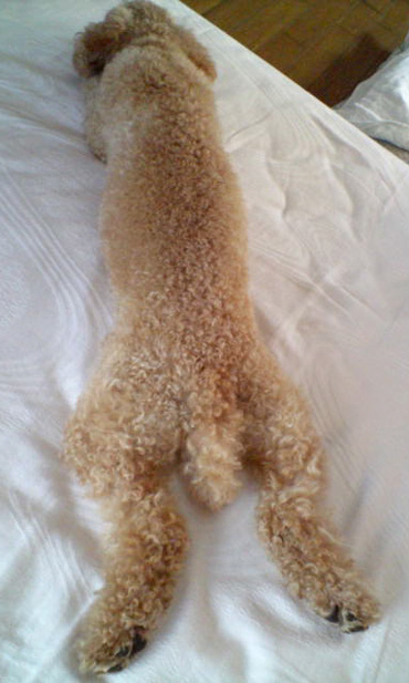 �o�e�m�r �|�[�����