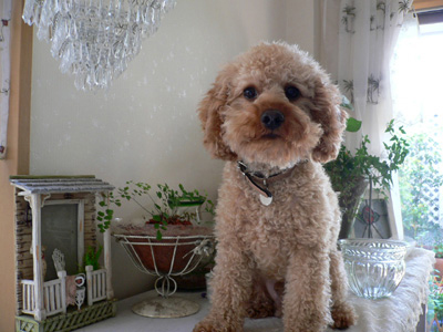 ���肱���|�[