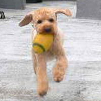 ����Ń{�[���V��1