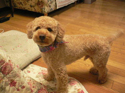 �R�b�J�v�[�̃|�[���[�P