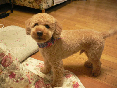 �R�b�J�v�[�̃|�[���[�Q