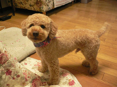 �R�b�J�v�[�̃|�[���[�R