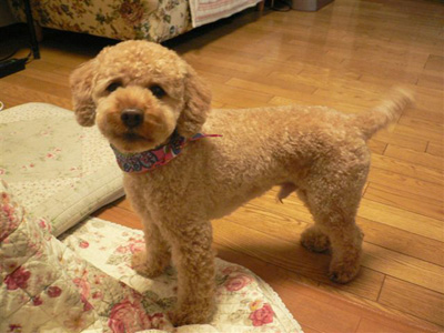 �R�b�J�v�[�̃|�[���[�S