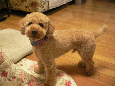 �R�b�J�v�[�̃|�[���[�T