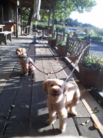 �����̂��