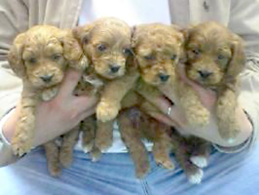 �R�b�J�v�[�̃|�[�����́A�S�l�Z��Ȃ̂ł��B