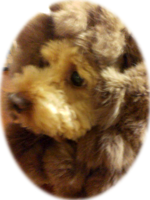 �|�[�g���C�g