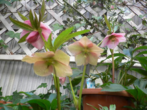 �N���X�}�X���[�Y�P