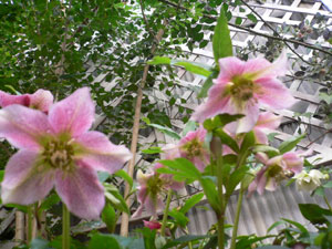 �N���X�}�X���[�Y�R