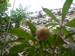 �N���X�}�X���[�Y�Q