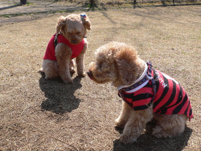 �|�[�ƃ~���g