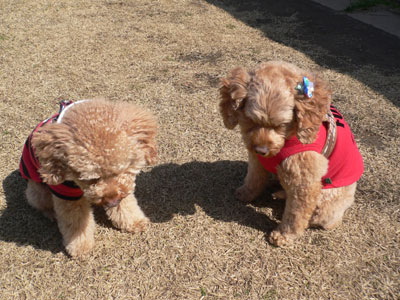 �|�[�ƃ~���g