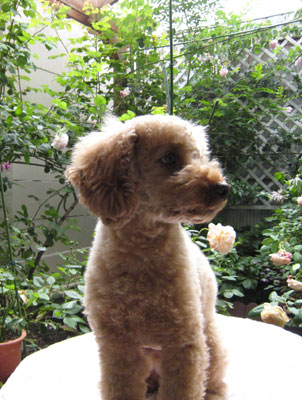 ����̂��ē�