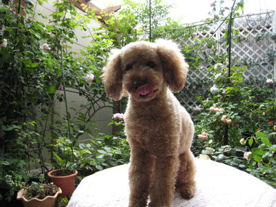 �|�[�����̂��ē�