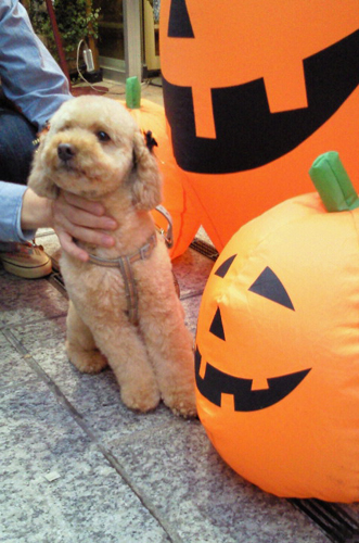 �n���E�B��1