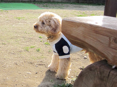 �h�b�O�����ɗ����̂�