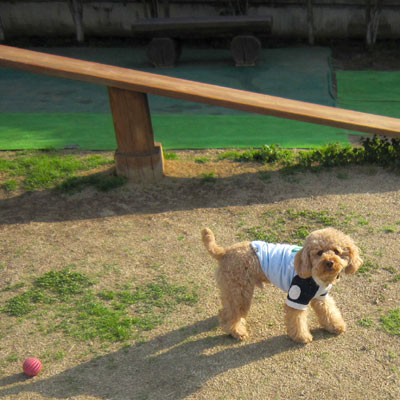 �{�[���ɂ͌����������Ȃ���