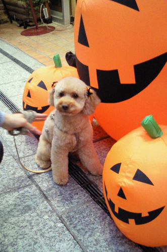 �n���E�B��2