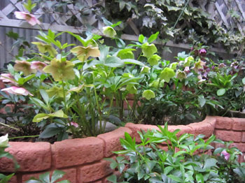 �N���X�}�X���[�Y�P