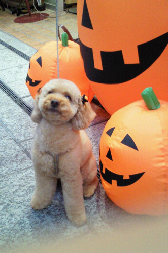 �n���E�B��3