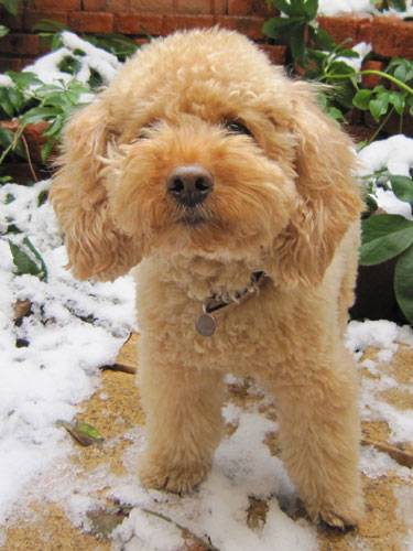 �N���X�}�X���[�Y