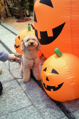 �n���E�B��4