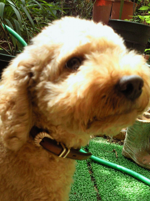 �|�[�����Ƀv���[���g